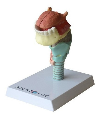 Laringe Com Língua E Dentes Em 5 Pts  Modelo Anatomia