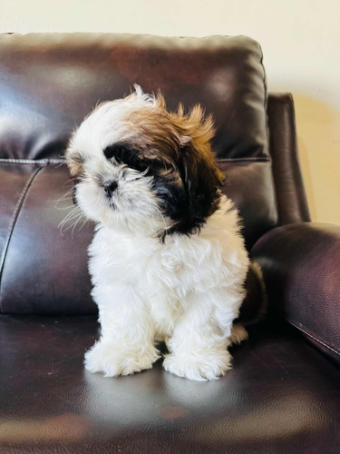 Shih Tzu Macho Excelente Linaje Listo Para Entregar