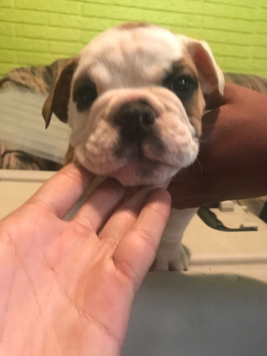 Imagen 5 de 5 de Bulldog Ingles