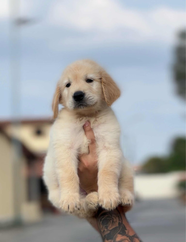 Cachorro Golden Retriever