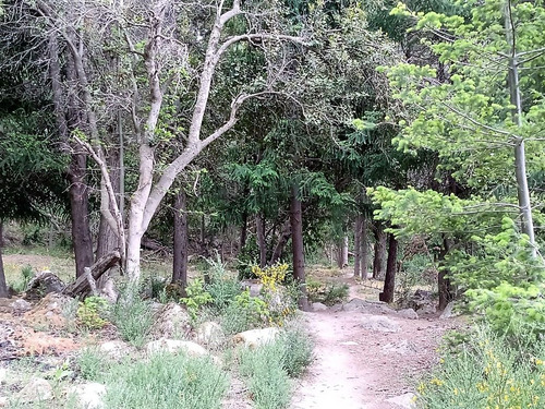 Terreno En Venta En Villa Traful Con Arboles Añejos