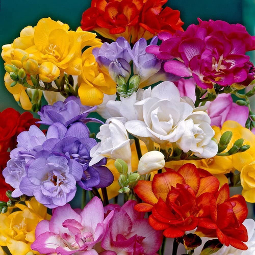 Bulbos Florales De Fresias Dobles Jumbo X20u Imp. Holanda