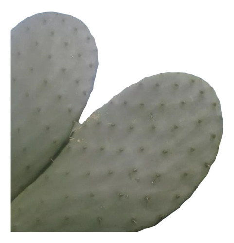 Planta De Nopal Opuntia Tuna Frutal Cactus Sinspinas Sucul