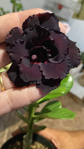 Rosa Do Deserto Negra Muda