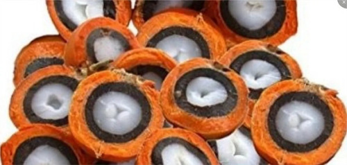 80/und Semente De Tucumã Em Caroço Para Plantio Amazonas