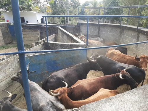 Imagen 6 de 14 de Finca En Venta En Bejuma