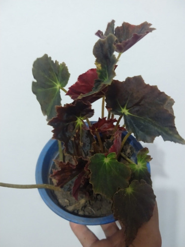 Begonia Bowerae ,begonia Negra ,begonia Nigra | MercadoLibre