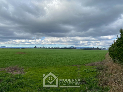 Campo 964 Ha. Con Uva, Forestal Y Forraje