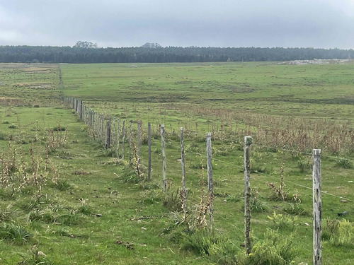 Imagen 13 de 21 de 270 Hectareas Ganaderas A 28 Km De Minas 3300 Dólares La Hec