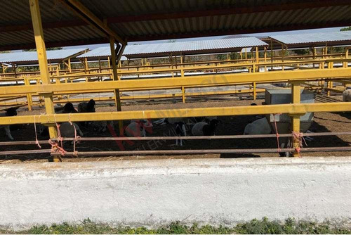 Venta De Increíble Rancho Al Mejor Precio En Tetecala, Morelos,ideal Para Inversionistas Y Ganad...