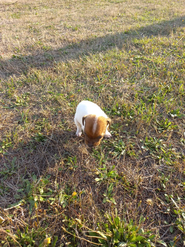 Terrier Chileno