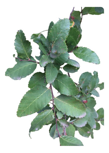 Roble( Hualle) Plantas Nativas De 25 Cms De Altura