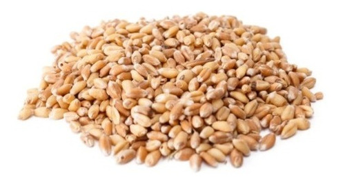  1 Kilo Grano Semilla Wheat Grass Integral Trigo Organico