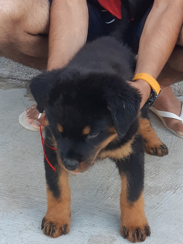 Filhotes De Rottweiler Com Pedigree Entrega Grátis*