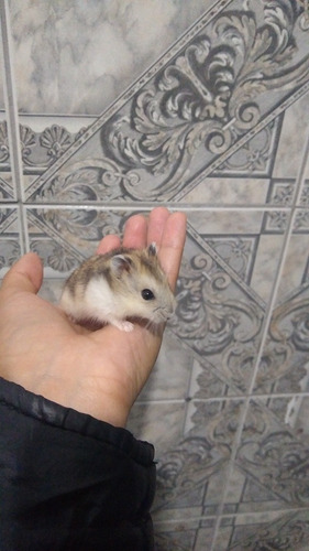 Hamster Anão Russo, Cores Diversas Preço Por Tempo Limitado