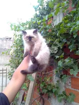 Comprar Gatitos Persa Cachorritos Hembra Y Machito Entrega Inmediata