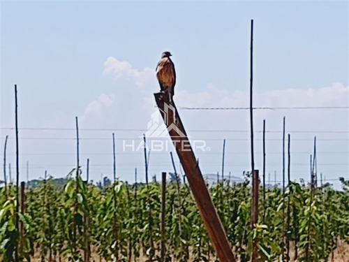 Imagen 17 de 30 de Agrícola En Venta En Curicó