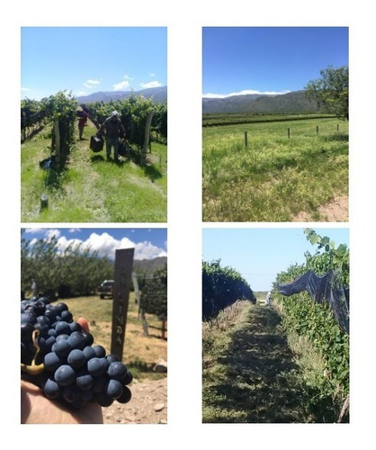 Imagen 3 de 4 de En Venta 1.800 Ha Campo El Salto San Luis