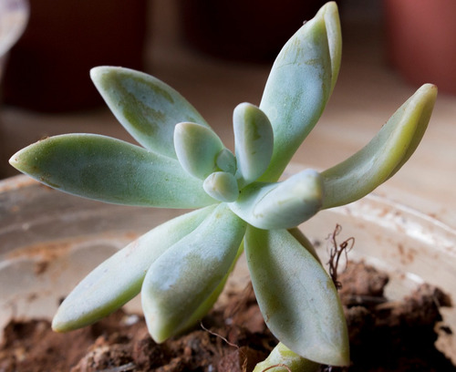 2 Mudas Suculenta Sedum Carnicolor - Jardinagem - Cactos
