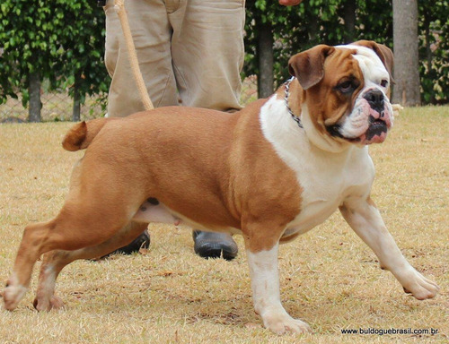 Bulldog Campeiro
