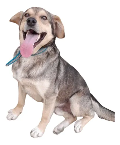 comprar Perro En Adopcion Responsable