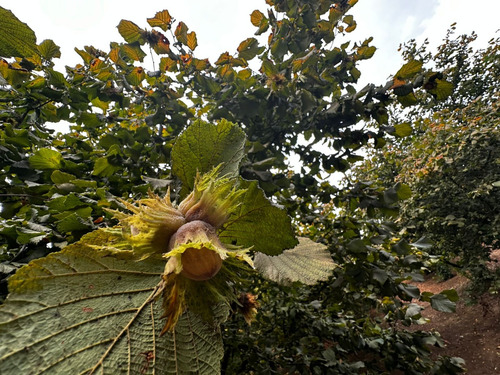 Excelente Campo De 160 Has / Cuarta Faja Gorbea