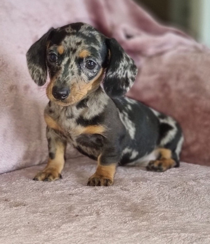 Imagen 3 de 6 de Hermoso Salchicha Mini Macho Arlequín Plata! Vacunado.