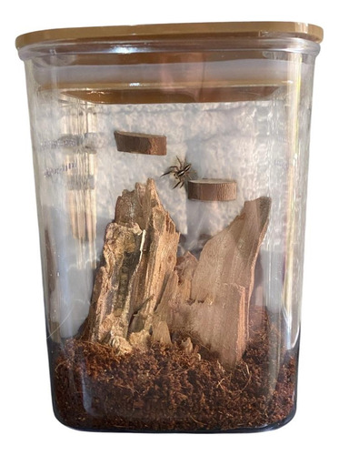 Terrário Acrílico Para Aranha Saltadora 13x10x10cm