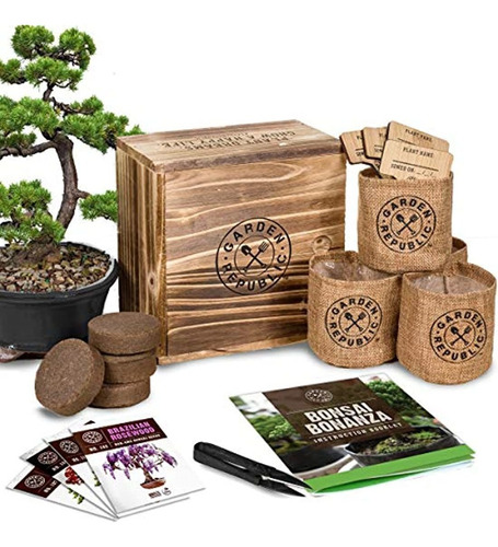 Kit De Principiantes De Semillas De Árbol Bonsai