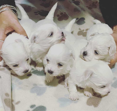 Cachorros Bichon Maltés 100% Puros