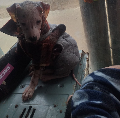 Imagen 6 de 10 de Perro Peruano Orquideas