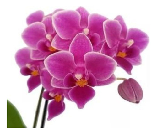 Orquídea Phalaenopsis Mini Flor Linda Planta Rara Exclusiva