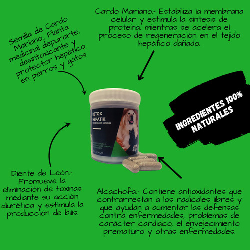 Kit Alimentacion Integral Para Salud Y Bienestar De Gatos