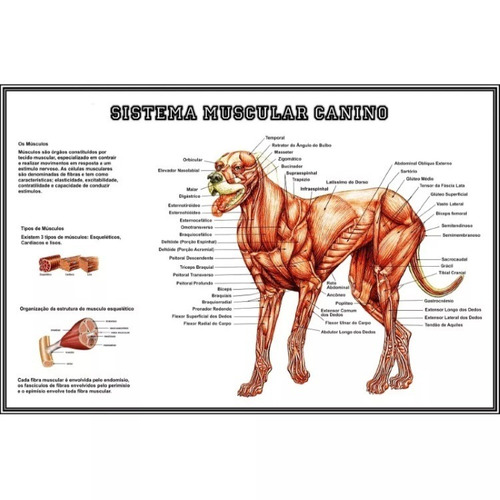 Poster Hd 30x45cm Sistema Muscular Canino Para Veterinária Consultorio Petshop Clínica