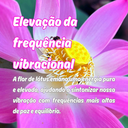 Flor De Lótus Semente De Flor De Lótus Rosa Nelumbo Nucifera