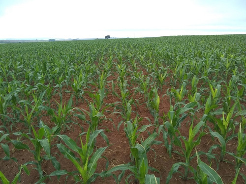 Imagem 23 de 30 de Fazenda À Venda Em Echaporã/sp - Fa00113 - 68992877