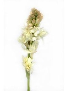12 Bulbos De Flores Angélica Bastão Dos Jardins Jacinto | Parcelamento sem  juros