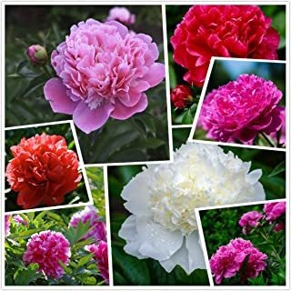 Algodón Candy Peony Mix (50+) Semillas Pack Flores Fácil Cul