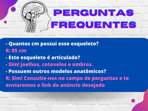Esqueleto De 85cm Anatomia Humana Medicina Do Corpo