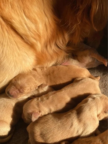 Cachorros Golden Excelente Genética 