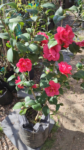 Camelias En Flor Rosadas Y Rojas Mas De 1,50 Mts De Alt. 