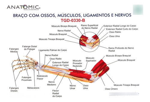 Modelo Anatômico Braço Ossos Músculos Ligamentos Nervos