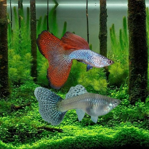Pareja Guppy Red Lace O Tipo Grass Peces