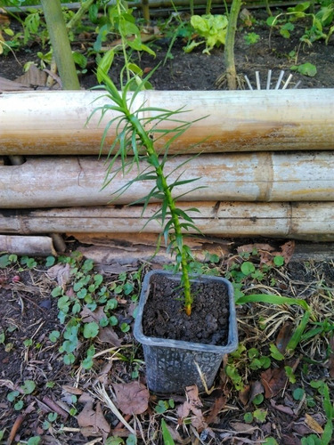 Imagen 3 de 6 de Plantines De Árboles