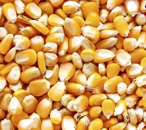 Comprar 16 Kilos De Maíz Entero Para Gallinas, Aves Y Otros (fullg.)
