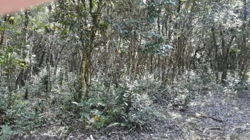 Imagem 3 de 5 de Terreno Para Chácara Bairro Chácara Lucel, Em Itanhaém -7911