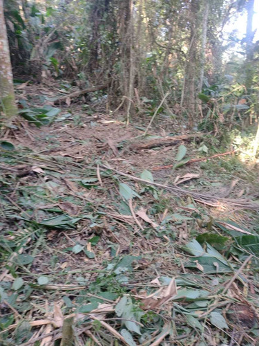 Imagem 6 de 14 de A26- Venha Viver Com Os Sons Dos Pássaros, Lote 100% Seguros