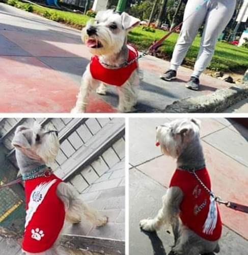Polito Para Mascota Te Amo Perú