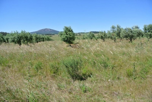 Quinta | Camino Amilcar Pelufo