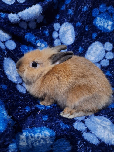 Mini Coelho Branco Bege